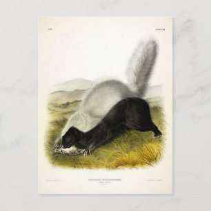 Hog-nosed Skunk (Texan Skunk) Audubon's Quadrupeds Postcard