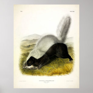 Hog-nosed Skunk (Texan Skunk) Audubon's Quadrupeds Poster