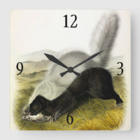 Hog-nosed Skunk (Texan Skunk) Audubon's Quadrupeds