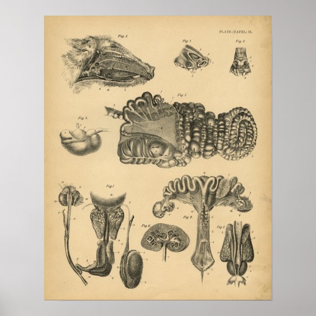 Hog Pig Internal Anatomy 1908 Vintage Print (Front)