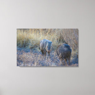 Hog Wild Canvas Print