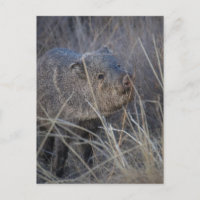 hog wild