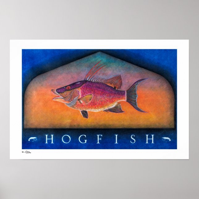 Hogfish Posters, Prints and Frames (Front)