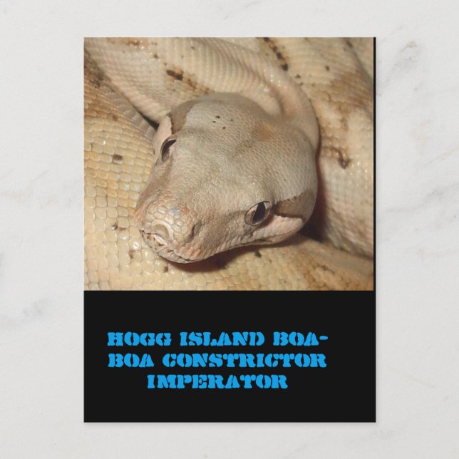 Hogg island boa postcard (Front)