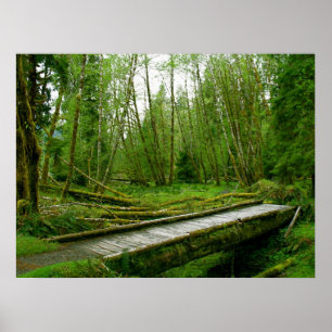 Hoh Rain Forest - Olympic National Park Poster