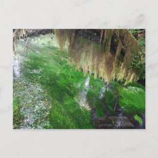 Hoh Rain Forest Postcard