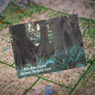 Hoh Rain Forest Travel Photo Postcard