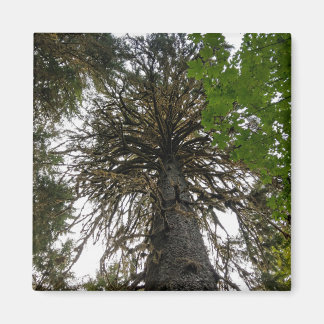 hoh rainforest magnet