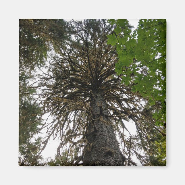 hoh rainforest magnet (Front)