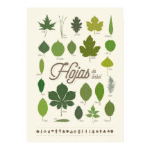Hojas de Árbol