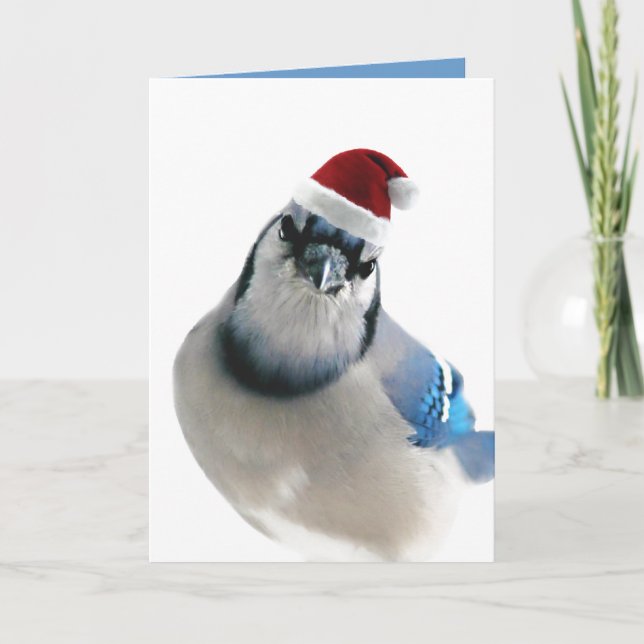 Holiday Blue Jay Card (Front)