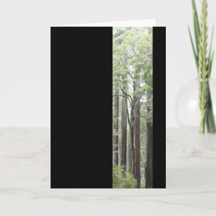 Holiday card, Big Basin Redwoods California Card