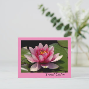 Holiday Cards with beautiful lotus on it.