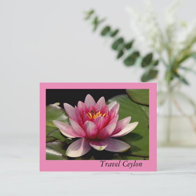 Holiday Cards with beautiful lotus on it. (Standing Front)