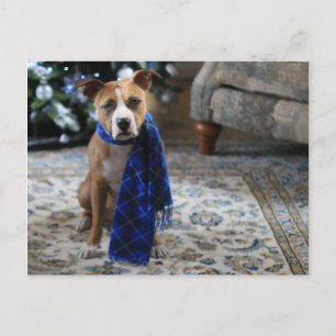 Holiday Cheer from Pit Bull Rescue Dog