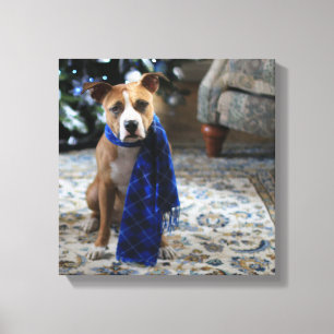 Holiday Cheer from Pit Bull Rescue Dog Canvas Print