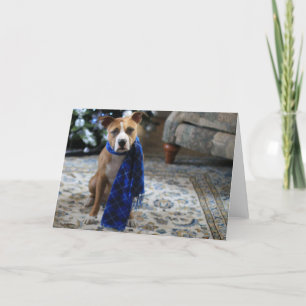 Holiday Cheer from Pit Bull Rescue Dog Card