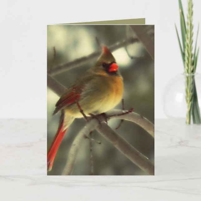 Holiday Female Cardinal (Front)