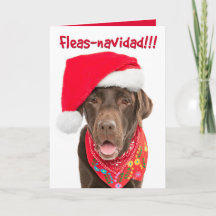 Holiday Greeting Card-Chocolate Lab