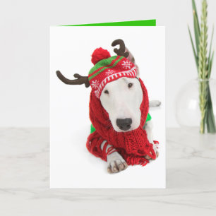 Holiday Greeting Card-one eared Bull Terrier Card