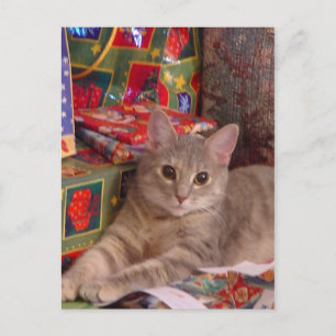 Holiday Kitty Postcard