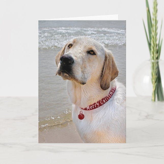 Holiday Labrador Retriever Card (Front)