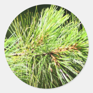 Holiday Pine Branch Christmas Cards Stickers
