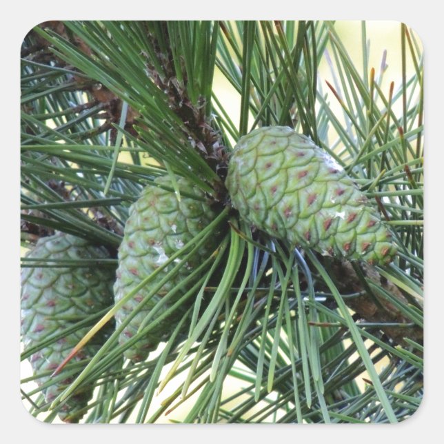 Holiday Pine Cones Square Sticker (Front)