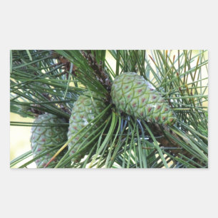 Holiday Pine Cones Sticker