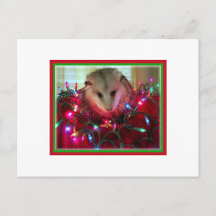 holiday possum postcard