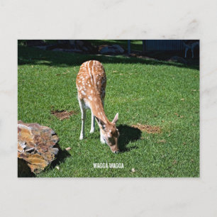 Holiday postcard semi gloss