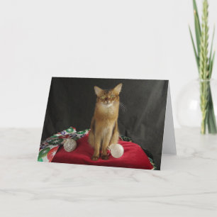 Holiday Somali Cat, Featuring Summer Samba