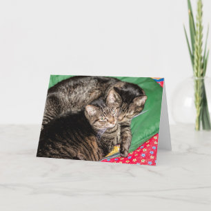 Holidays - Christmas - Everyday - Two Cats Holiday Card