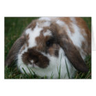 Holland Lop Bunny par T Schwandt Photographie