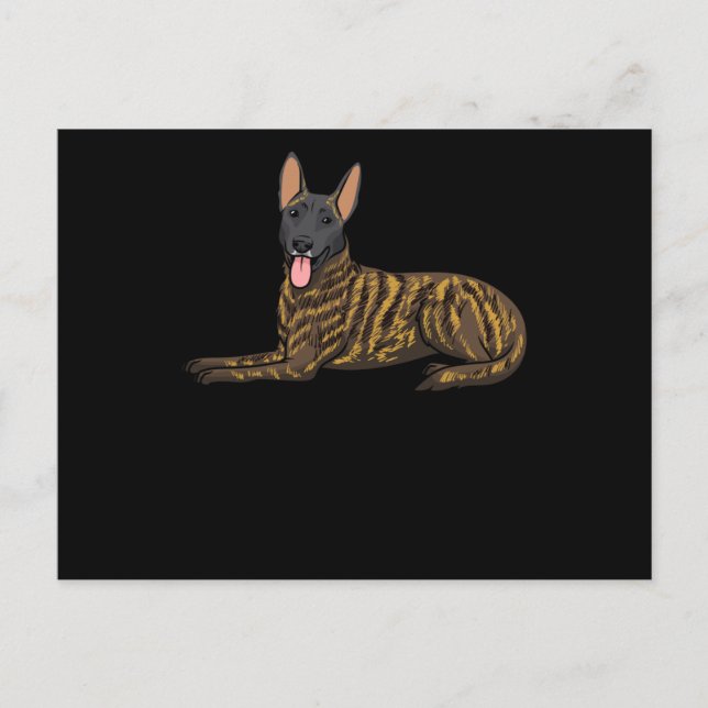 Hollandse Herdershond Dutch Shepherd Dog Postcard (Front)
