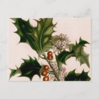 holly berries