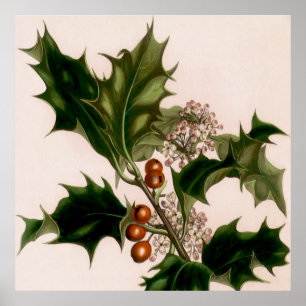 Holly berries poster