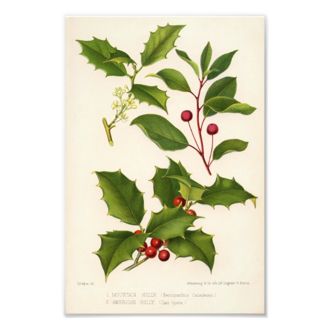 Holly Botanical Illustration Christmas Photo Print (Front)