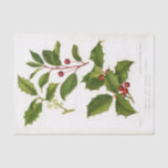 Holly Botanical Illustration Christmas Tissue Paper<br><div class="desc">This beautiful illustration of two varieties of holly is perfect for Christmas crafting!</div>