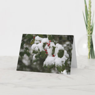 Holly dans la neige fraîche, carte blanche, utilis