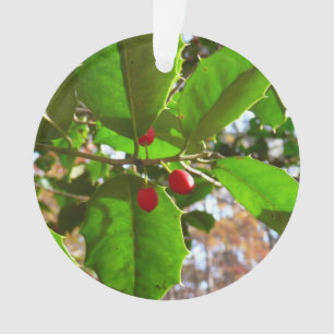 Holly Feuilles II Vacances Nature Botanique