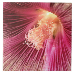 Holly Hock in the Evening Sun Tile