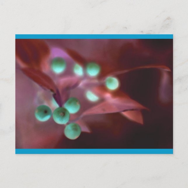 Holly Holiday Postcard (Front)