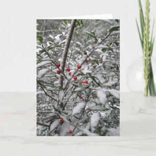 "Holly in the snow" greeting card. Holiday Card