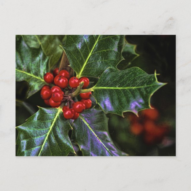 Holly Leaves and Berries Postcard (Front)