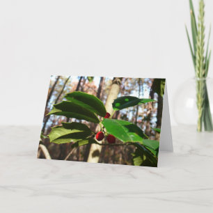 Holly Leaves I Holiday Botanical Card