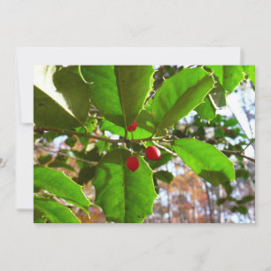 Holly Leaves II Holiday Nature Botanical Card