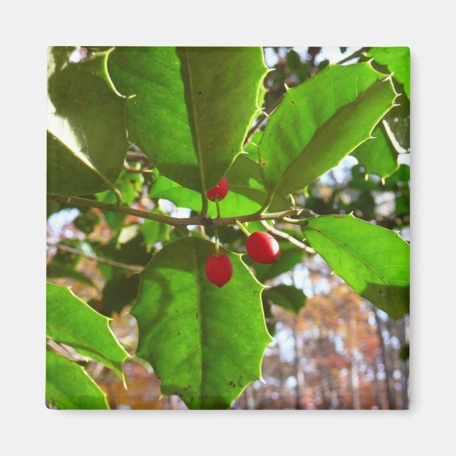 Holly Leaves II Holiday Nature Botanical Magnet (Front)