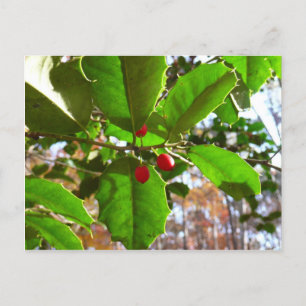 Holly Leaves II Holiday Nature Botanical Postcard