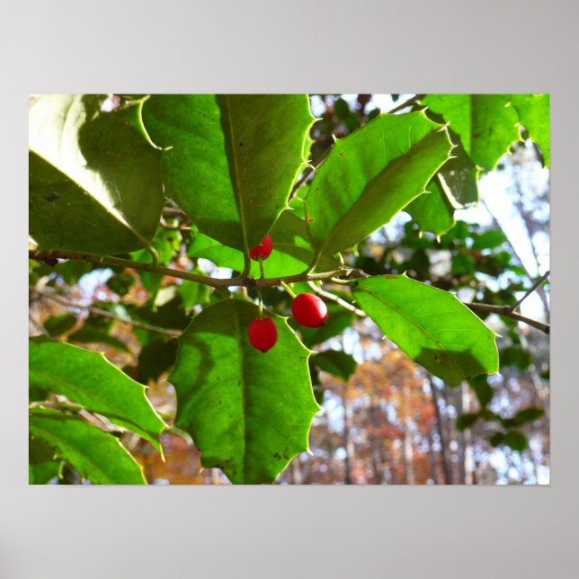 Holly Leaves II Holiday Nature Botanical Poster (Front)